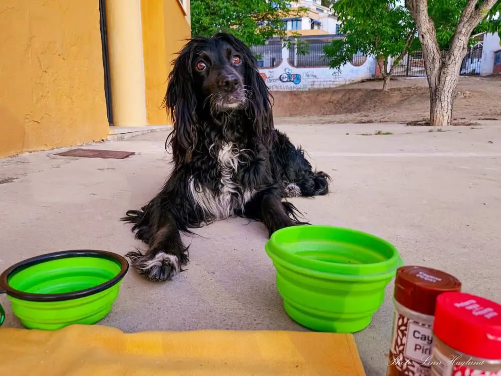 vanlife with dog