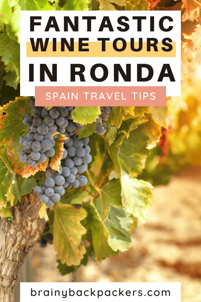 Grapes in the sun during one of the magnificent Ronda wine tours you can take.