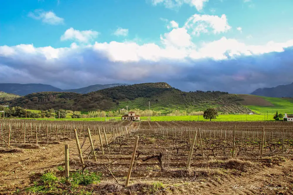 A vineyard I visited on one of the Ronda winery tours.