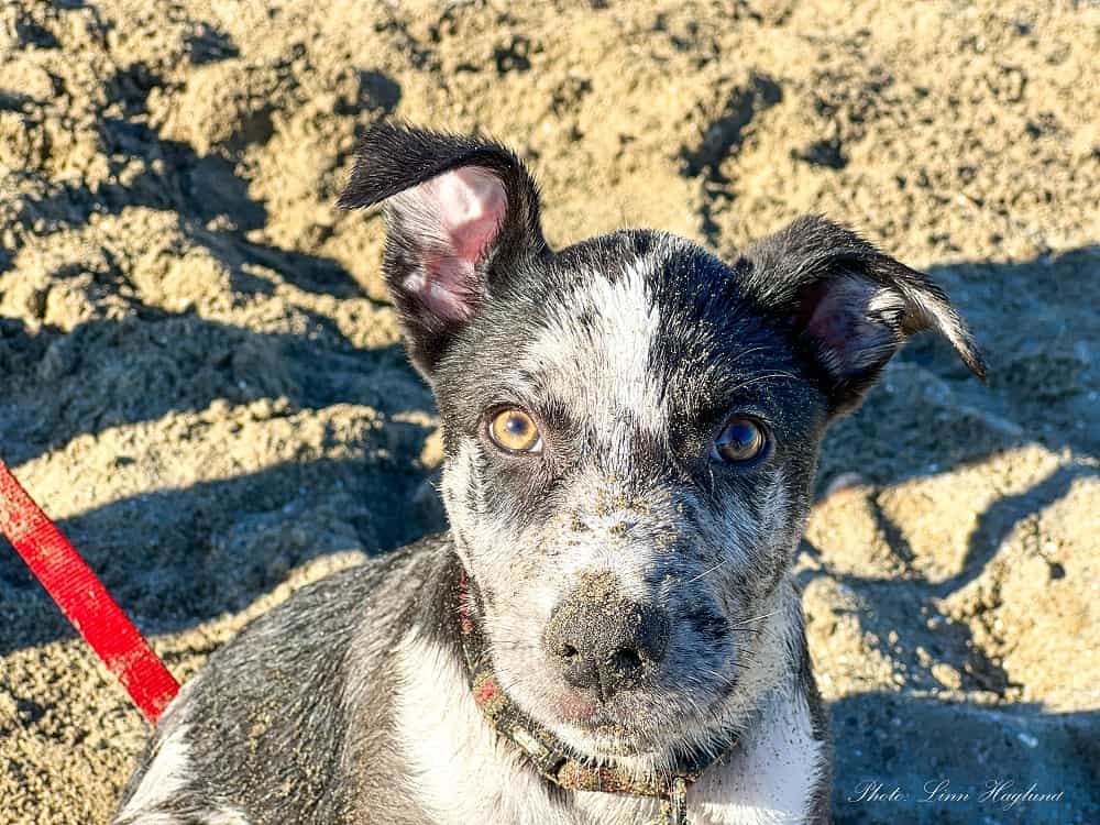 Portrait of a white, gray, and black puppy on the beach full of sand in his face.