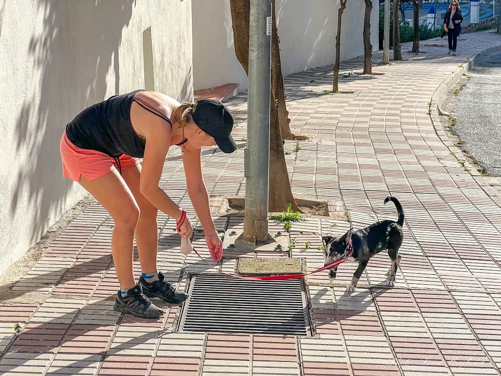 Training a tiny puppy on the street