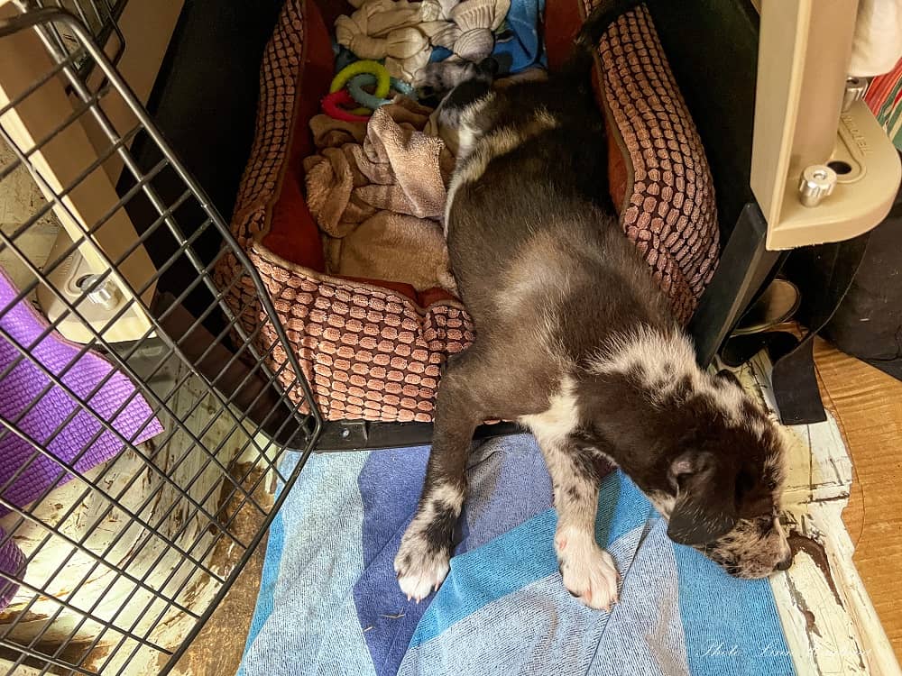Baby Atlas sleeping in the crate, training when raising a puppy in a van.