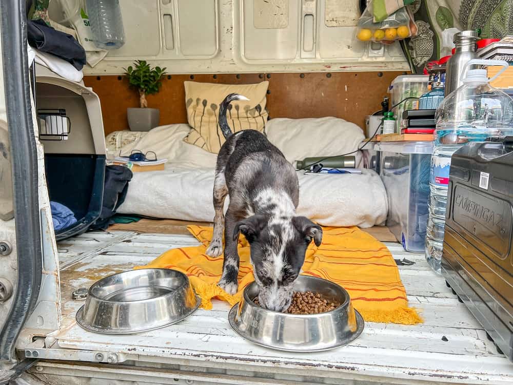 inside a van, puppy eating food from a bowl.