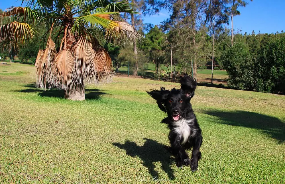 My dog Ayla running happily towards the camera in a green park with palm trees.