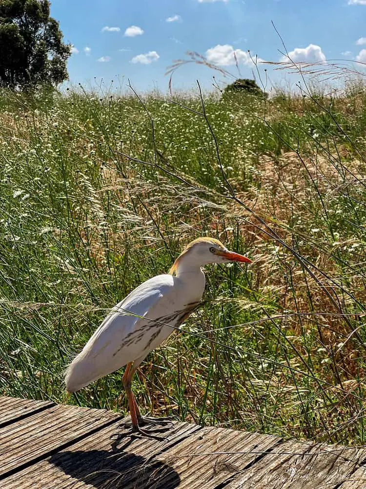 A large, white bird with a long beek in Ria de Alvor.