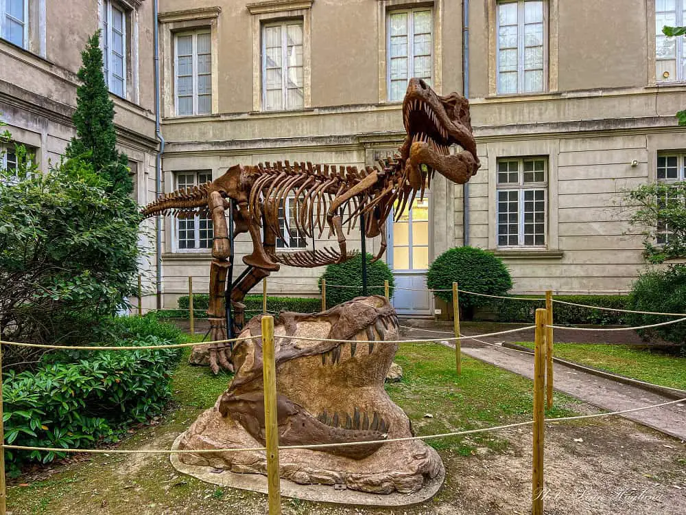 T-Rex at the historical Museum