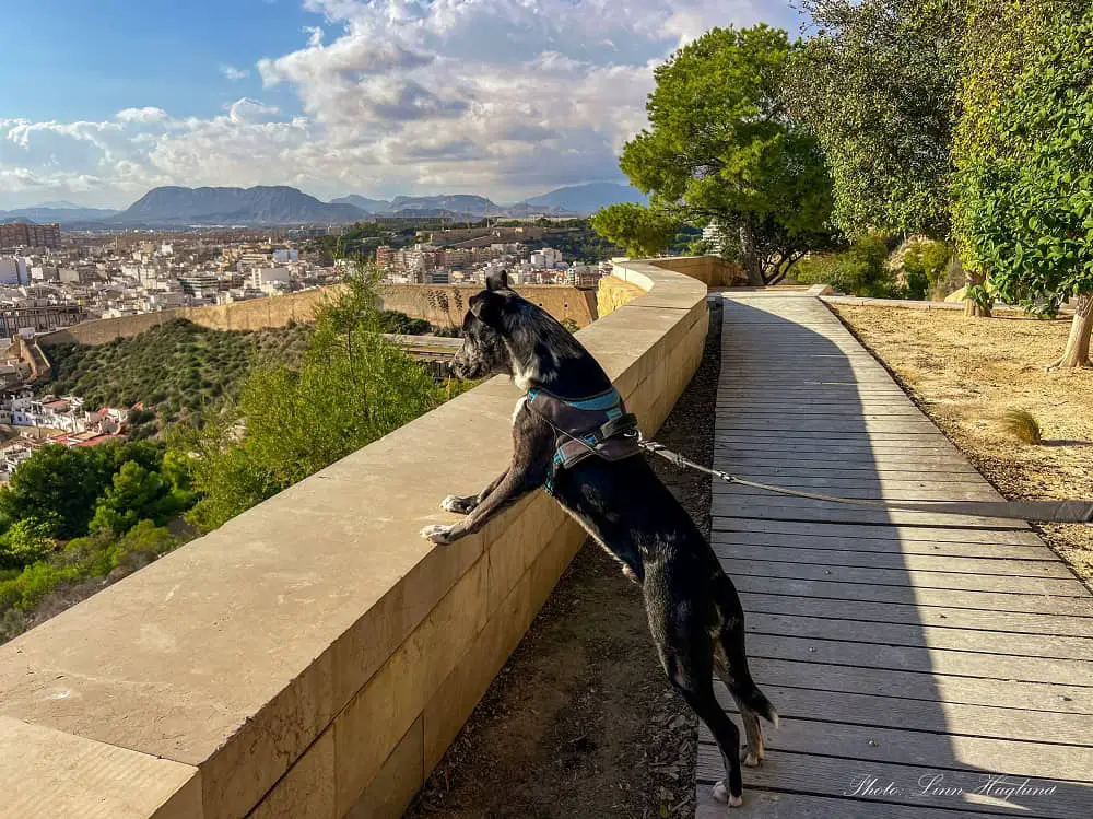 Atlas looking at the views from Ereta Garden in Alicante.