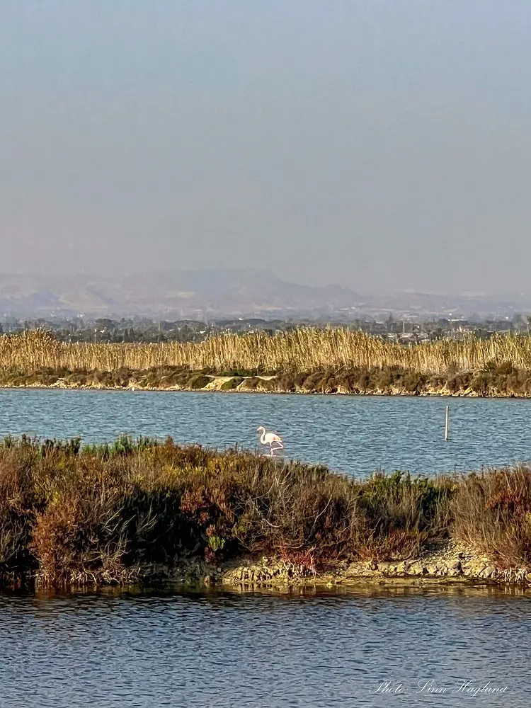 Flamingo at Santa Pola Salt Flats.