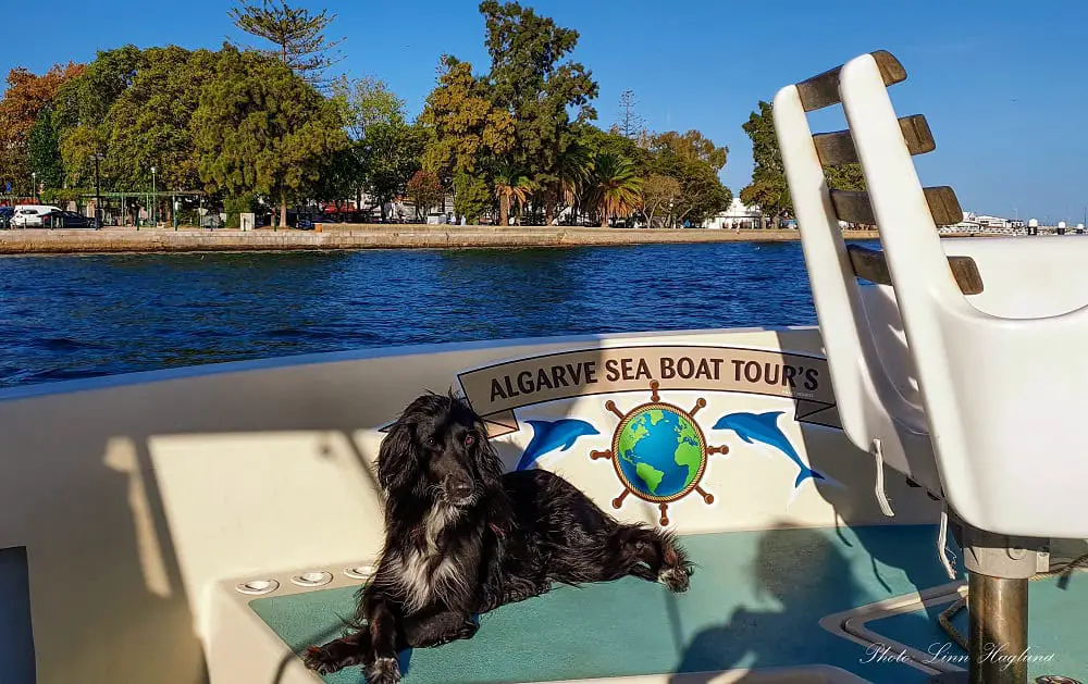 My long-haired, black dog, Alya laying on the seat of a white boat, when we took a Faro boat tour to explore the coast of the Algarve. The sun is shining and she visibly enjoys the boat trip, which is one of the best things to experience in Faro.