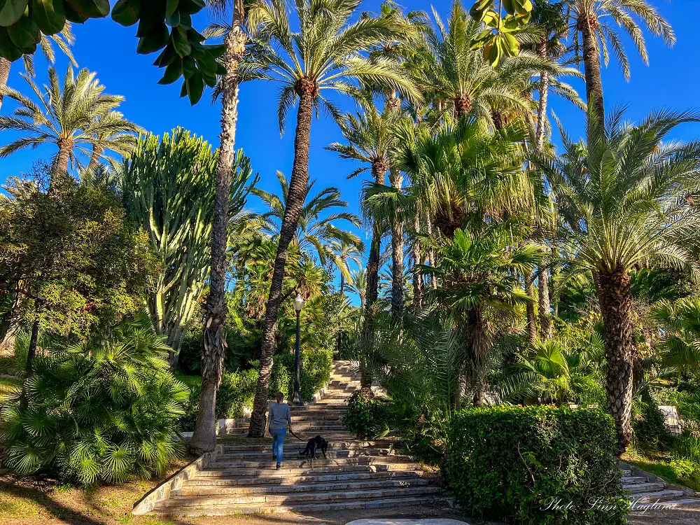 Me and Atlas walking up some stairs in Elche Palm grove.