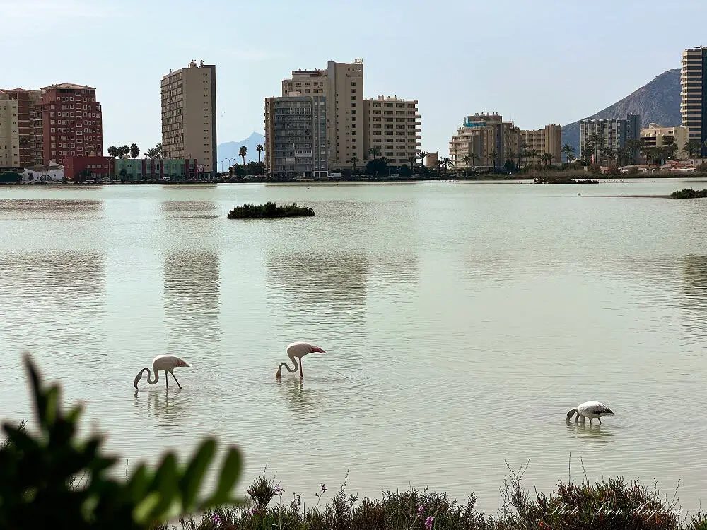 Flamingos standing in the water eating in Calpe Spain with high buildings behind them.