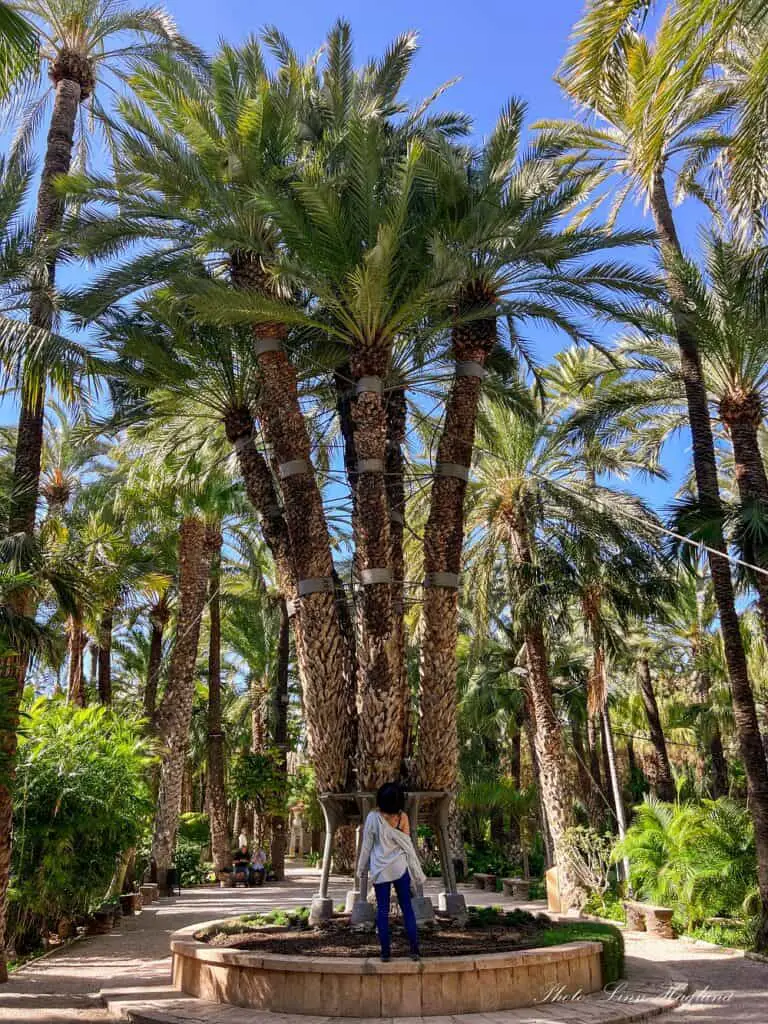 Me looking up at Huerto del Cura's Imperial Palm which is one of the most unique things to see in Elche.