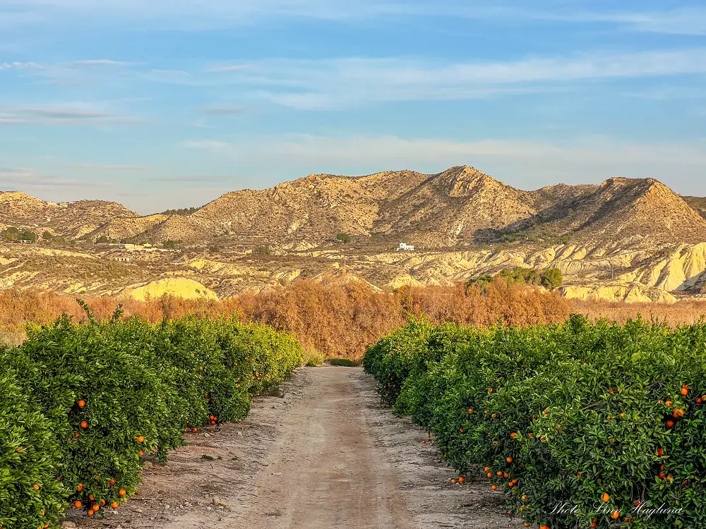 Orange groves in Elche with mountains as a backdrop at golden hour.