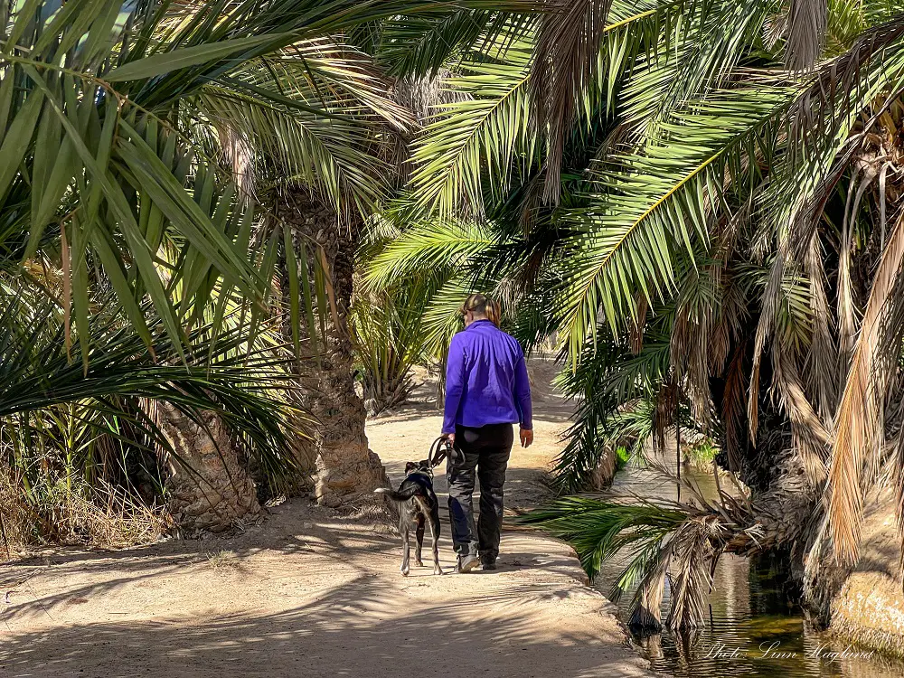 Me and Atlas walking through palm trees on Pantano de Elche trail.