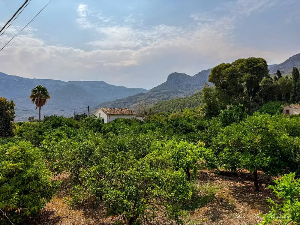 Mountains and green nature you can see when hiking near Soller.