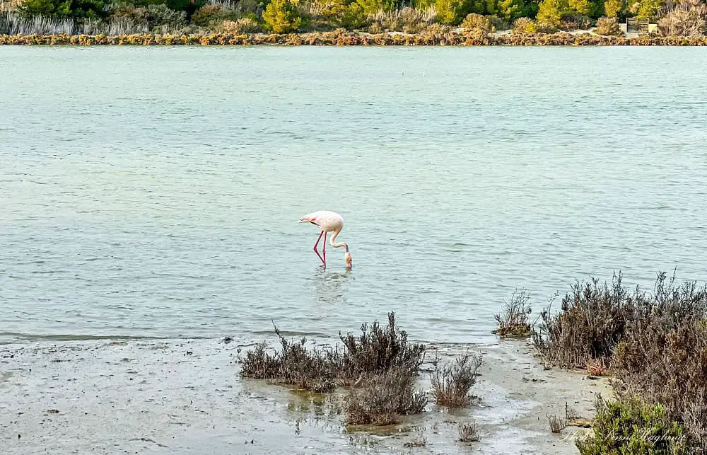 A lone Flamingo eating in the water. The sun is shining on shrubs surrounding the water.